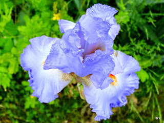 Iris, bleu