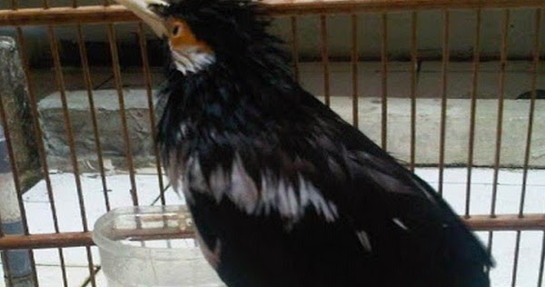 Gejala Dan Penyebab Burung Cacingan Kicaukan Klub Burung Kicau