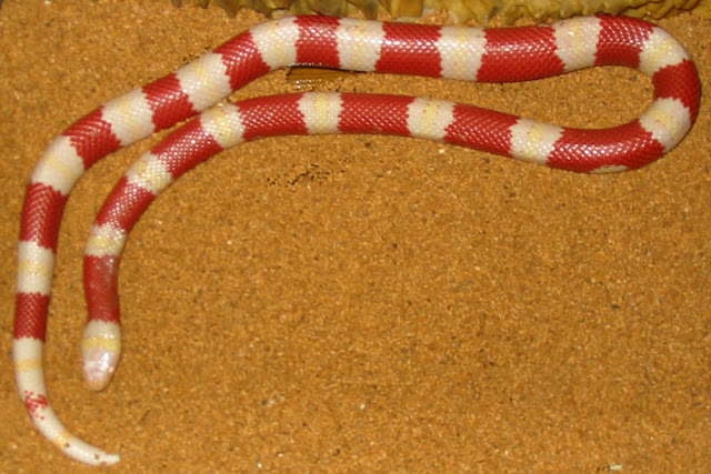 Amazing Colorful Snakes Most Beautiful Venomous Snakes of the World 800px Albino Nelsoni Amazing Colorful Snakes Most Beautiful Venomous Snakes of the World