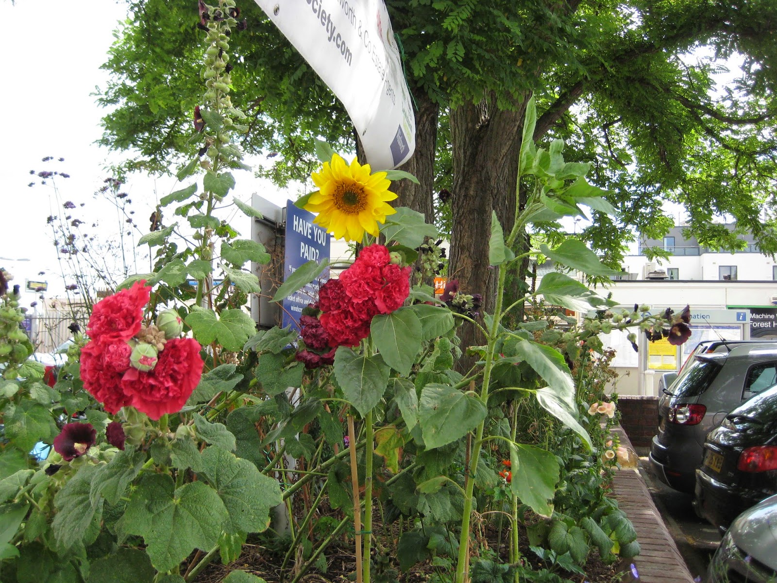 The Plant Hunter Replacing Roses Affected By Rosette Disease