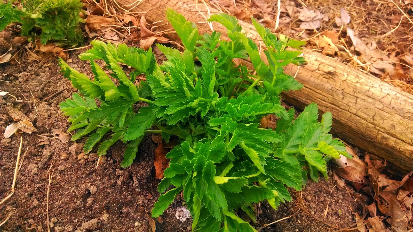 Beware of Rabbits: The Gardener's Reward