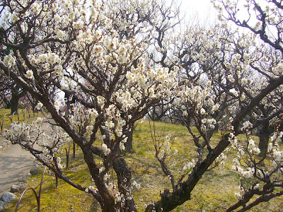 兵庫県・伊丹市 緑ヶ丘公園の梅
