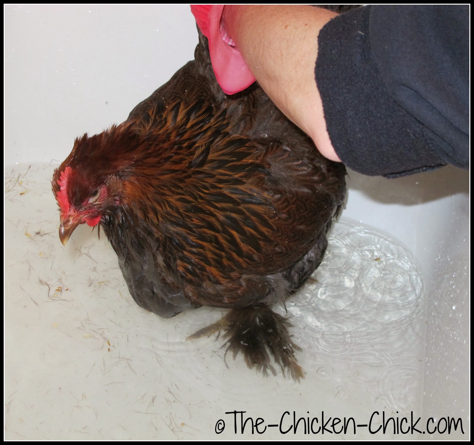 How and When to Give a Chicken a Bath The Chicken Chick®