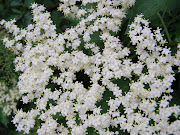 White Flowers (elder flowers )