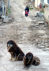 Los perros tibetanos, nuestra pesadilla