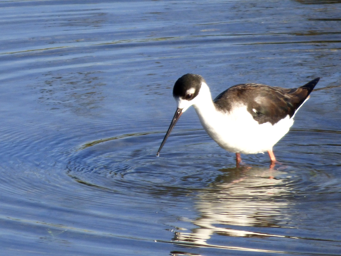 Geotripper's California Birds Blacknecked Stilt at the Merced