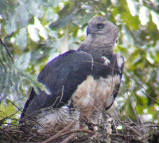 Harpy Eagle Female, Harpia harpyja