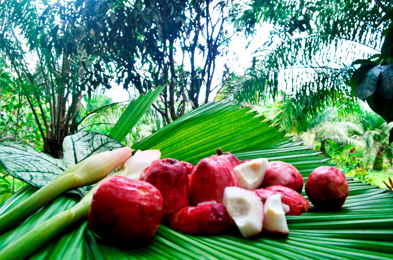 The Kambatik Park, Bintulu. The Malay Apple tree is bearing fruit