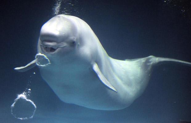 beluga whale. Beluga Whale Says