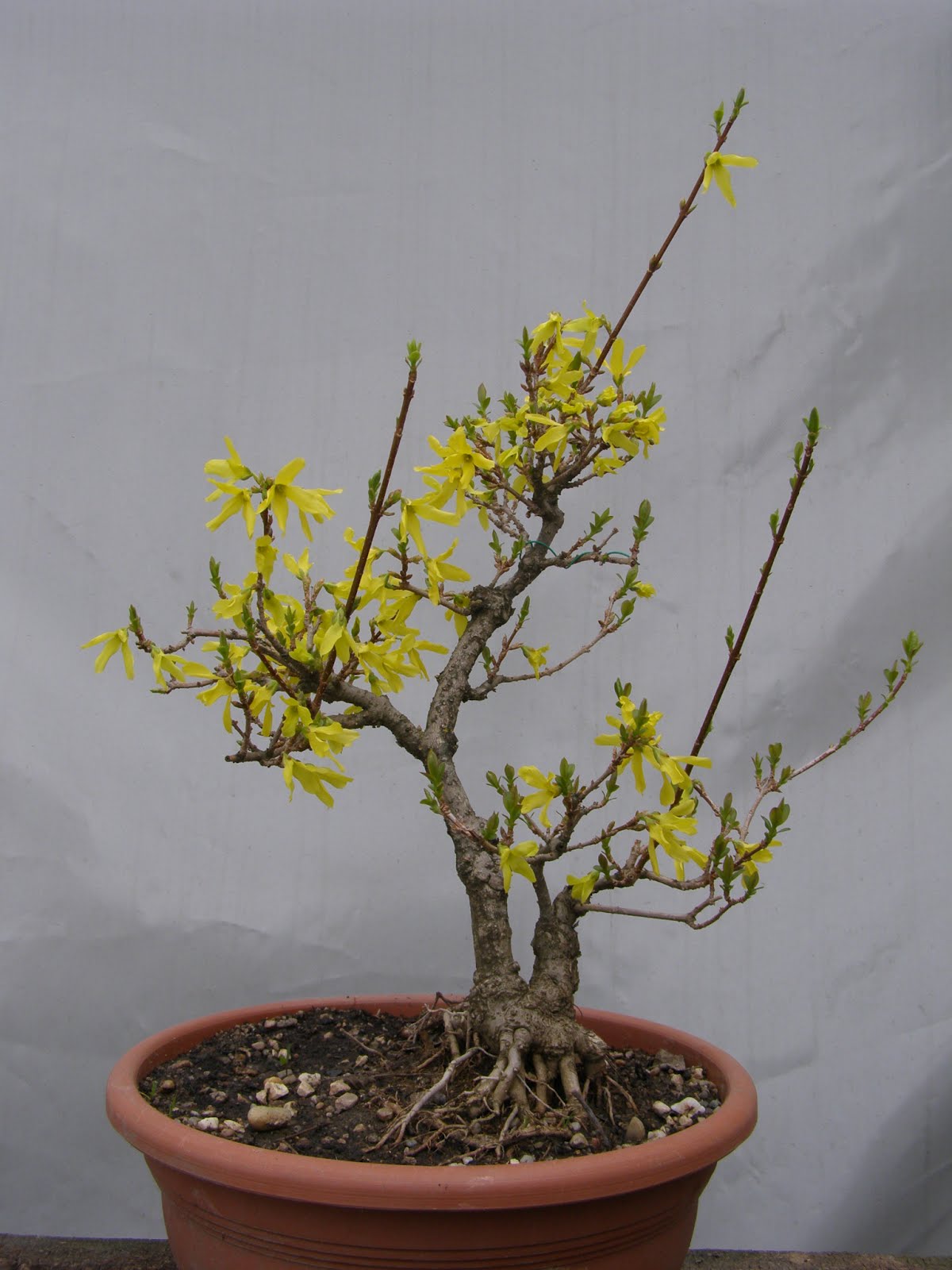 Szuky Bonsai Blog Szuky Bonsai Blog