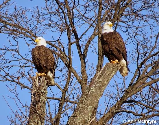 Destruction of Bald Eagle Habitat in Manassas, Virginia