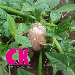MUSTIKA Aji Kanuragan Benda bertuah,Batu Asli, Azimat Sakti Bertuah, Pusaka Ampuh, Mustika Rogo Sukmo hebat sakti ampuh ,Perjudian, Pengasihan, Pengeretan, Kewibawaan, Kerejekian, Pelarisan, Aura, Pemagaran, Tolak Balak, Mustika Aji Kanuragan