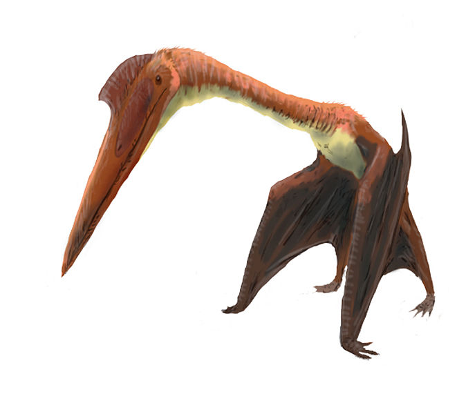 Pterodactyloidea, Paleontology Wiki
