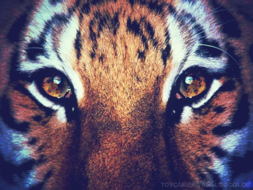 Keep the open eyes like the tiger.