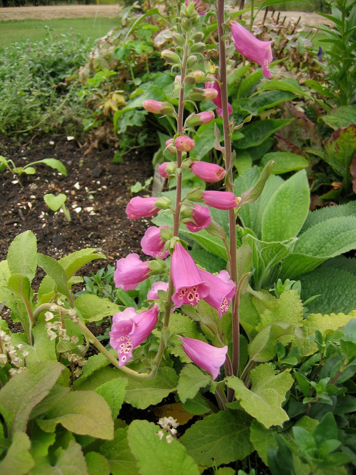 Northern Exposure Gardening Foxgloves