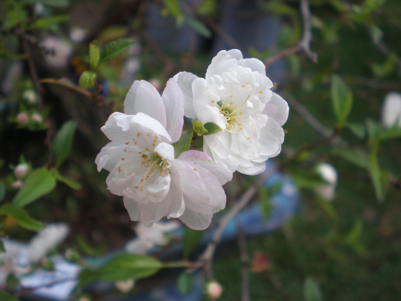 [Image: nhung-loai-hoa-giup-da-trang-3.jpg]