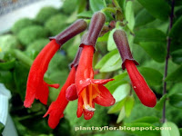 Aeschynanthus lobbianus