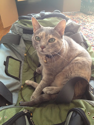 cat sitting on a suitcase