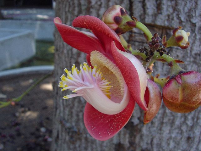 Cannonball Tree