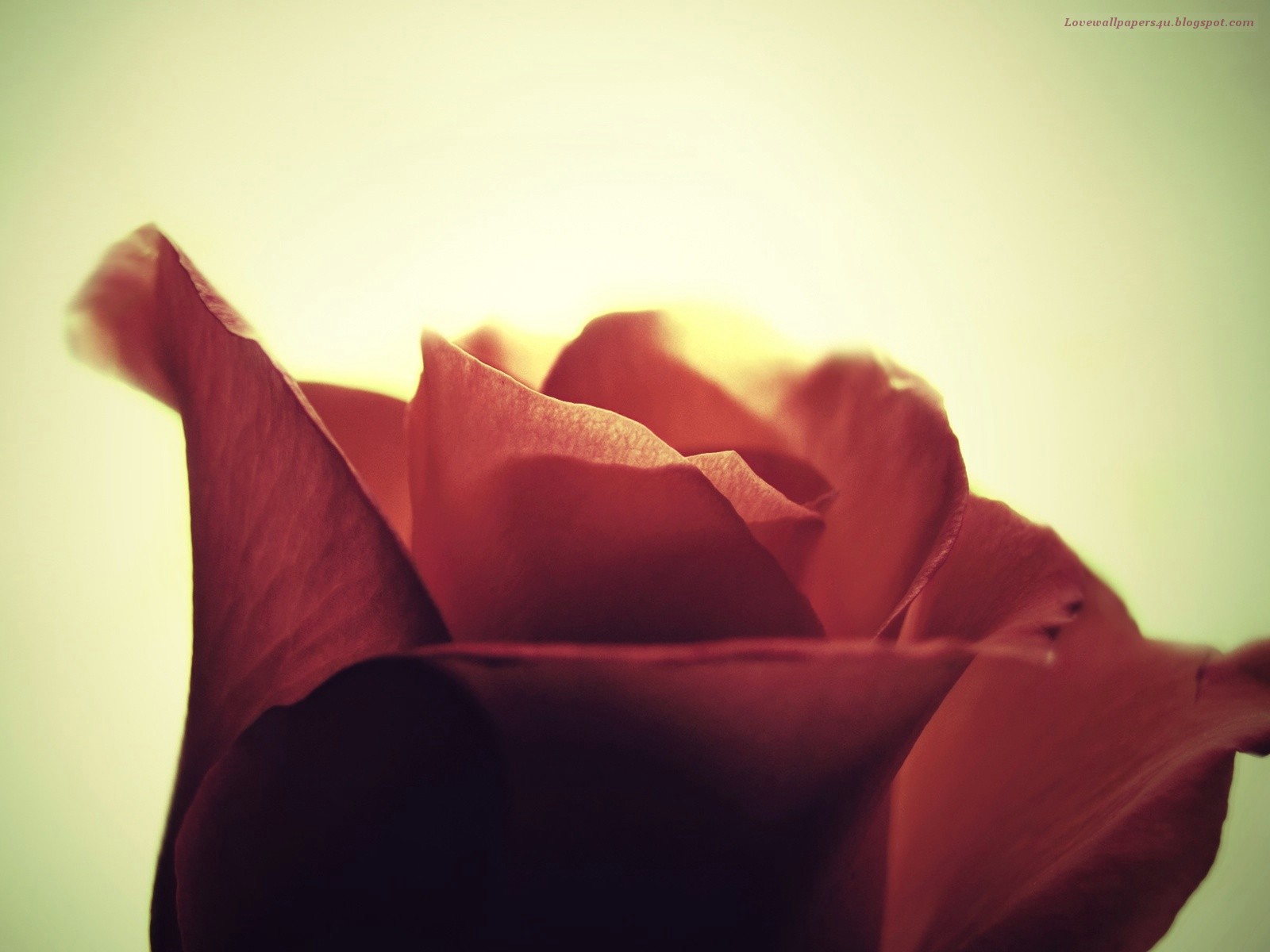 http://4.bp.blogspot.com/-spBCuerCfu8/UJzTWmrBDCI/AAAAAAAAA8s/91mI7OXv0NQ/s1600/mh+studio+fort+abbas+mubashir+hassan+rose+03452004005+0632510005+news+pao+paper+tv+pic+pakistan+(13).jpg