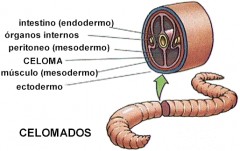 Y... ¿Que es un Celoma?