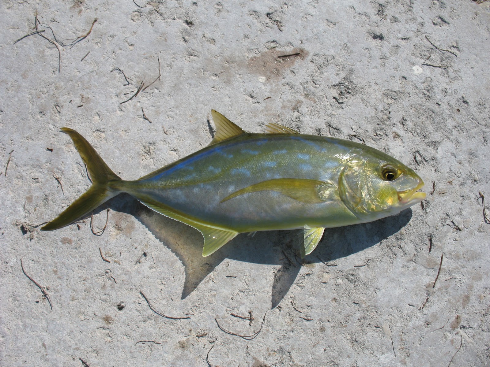 Yellow jack Alchetron, The Free Social Encyclopedia