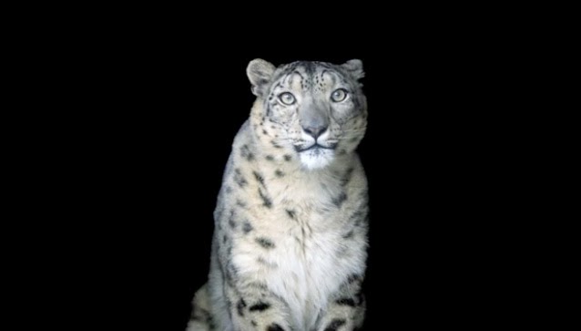 the endangered snow leopard