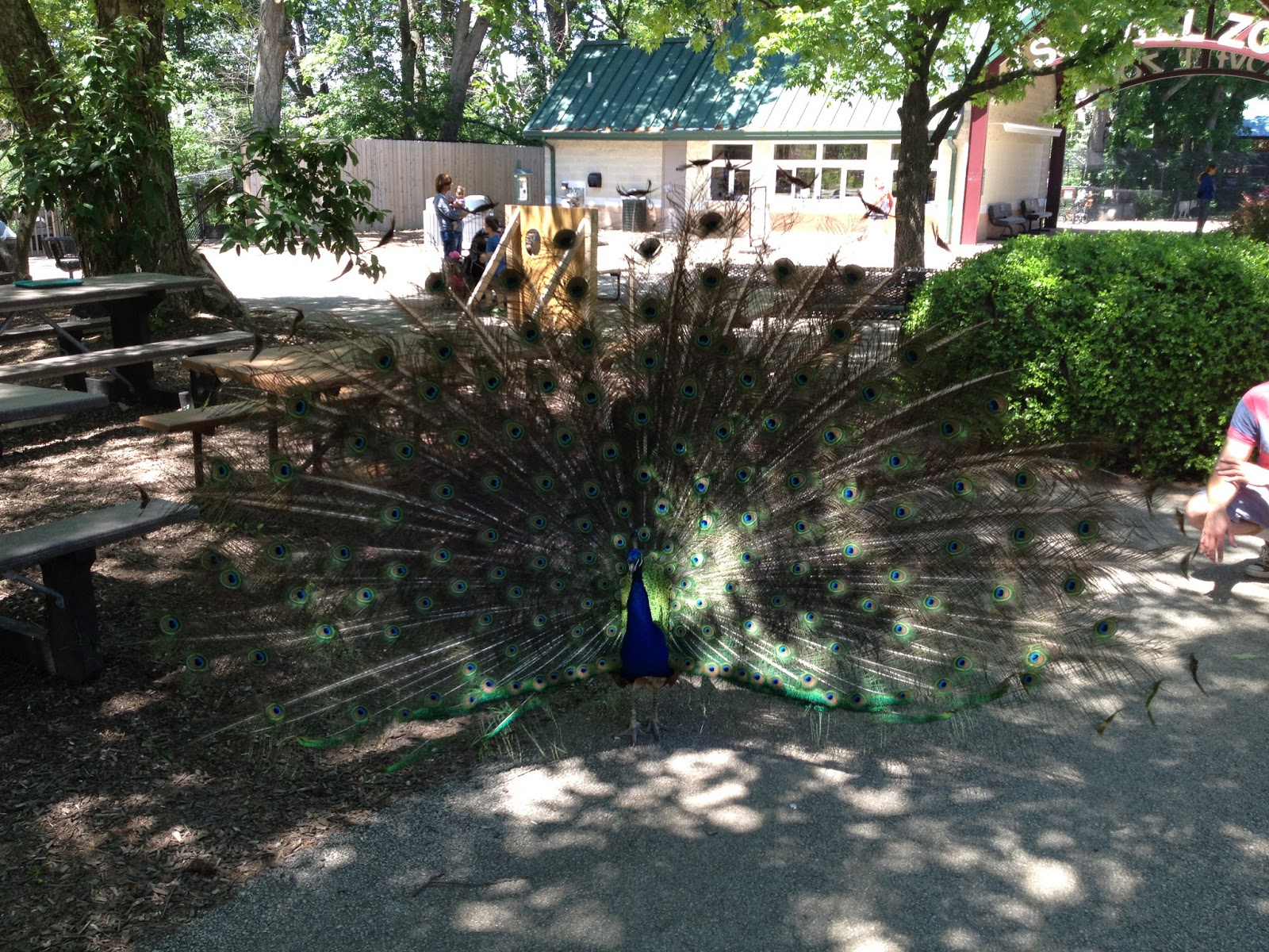 Afternoon at Scovill Zoo