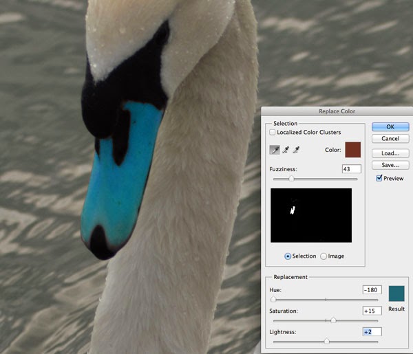 swan with a blue beak swan with a blue beak