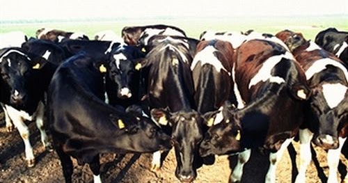 raising bulls for profit raising bulls for profit