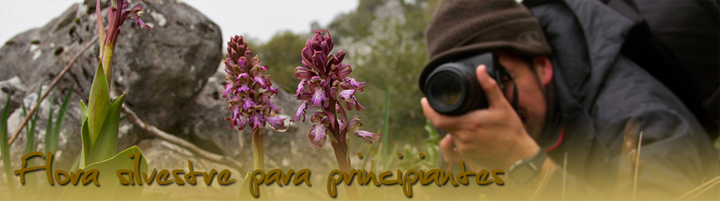 Flora silvestre para principiantes