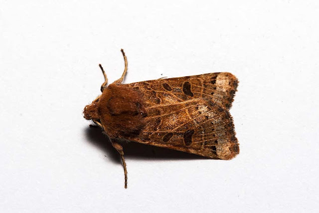 Lunar Underwing - Photographed in Milton Keynes Lunar Underwing - Photographed in Milton Keynes
