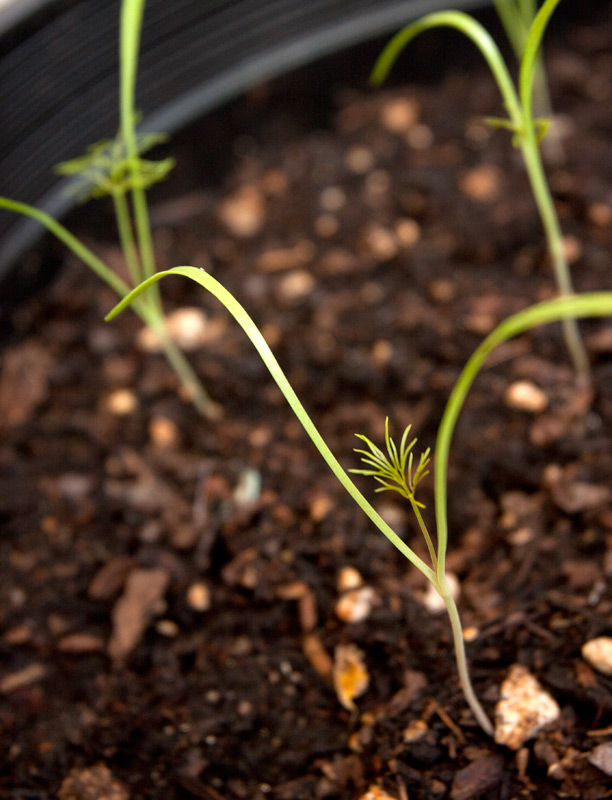 Florence Fennel Adventures in Gardening Pohnpei, Micronesia