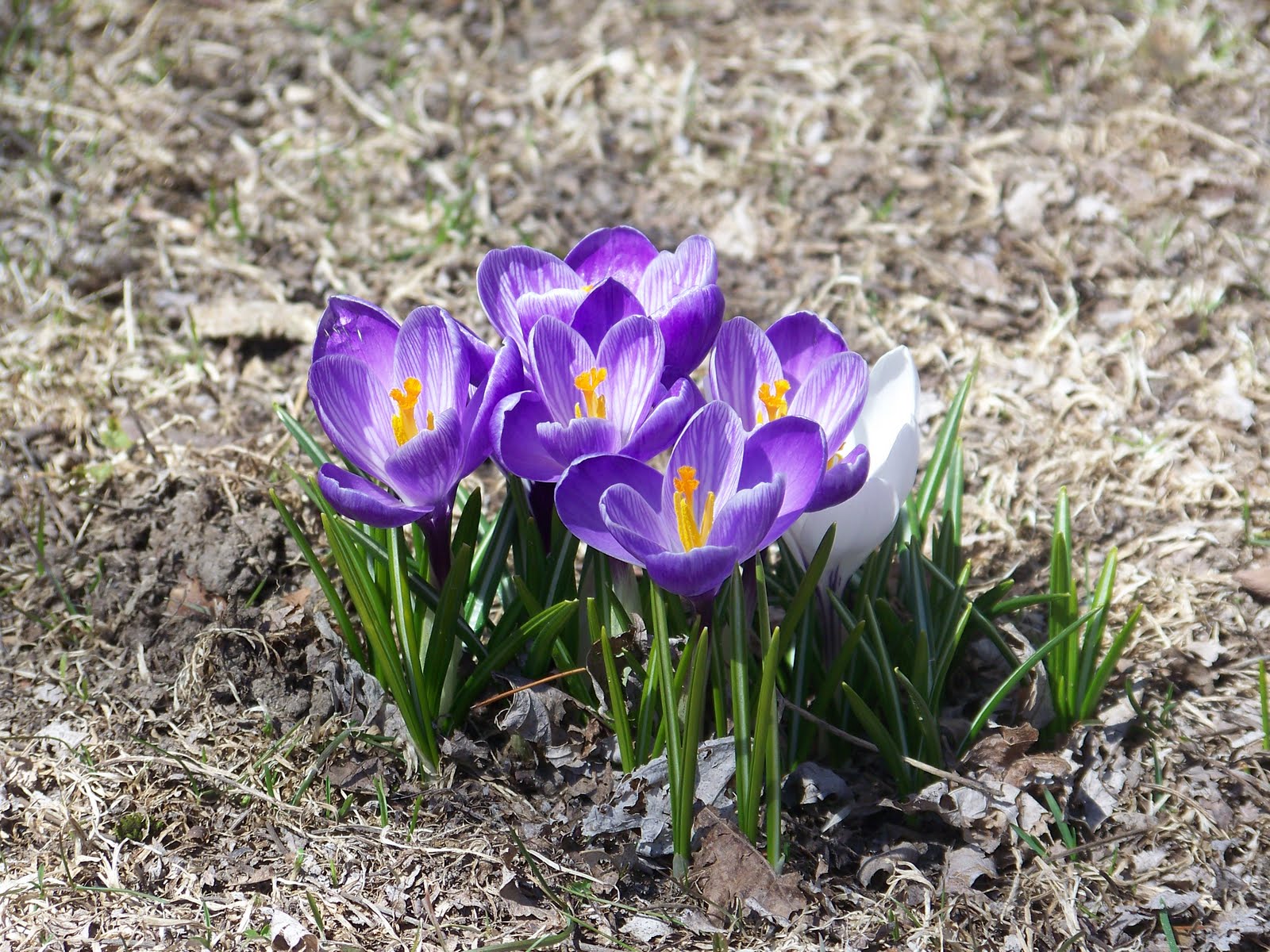 Sarah S Heart S Home Spring Has Sprung Outdoors Edition