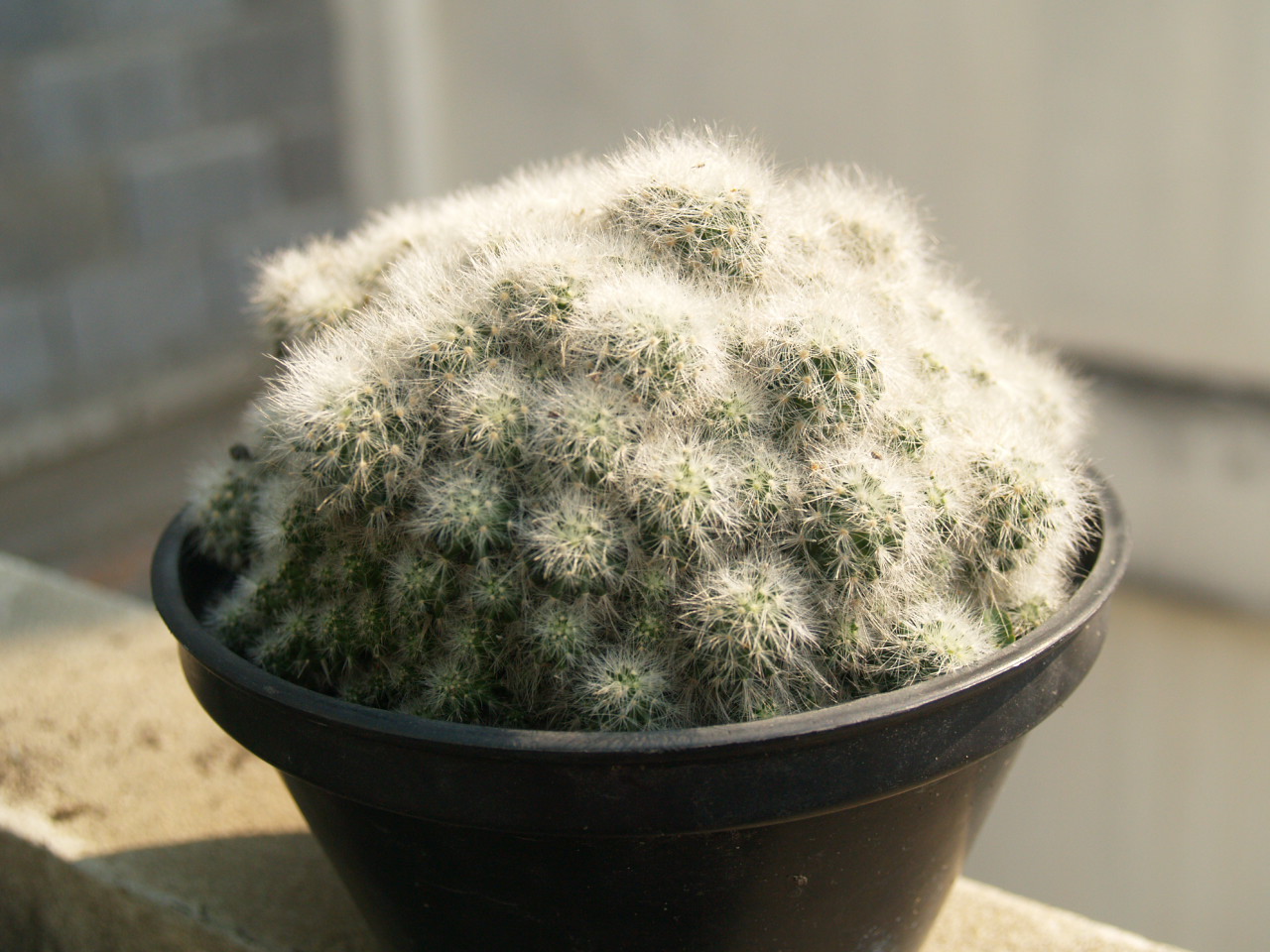 Cactus Lover What to do when cactus is rotting???