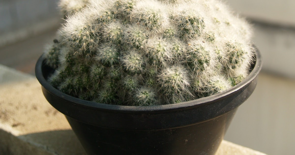 Cactus Lover What to do when cactus is rotting???