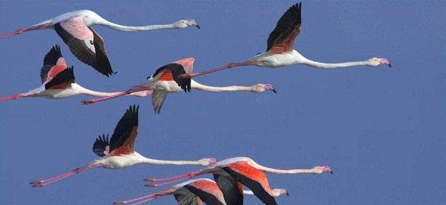 Great Flamingos, Sardinia, Italy