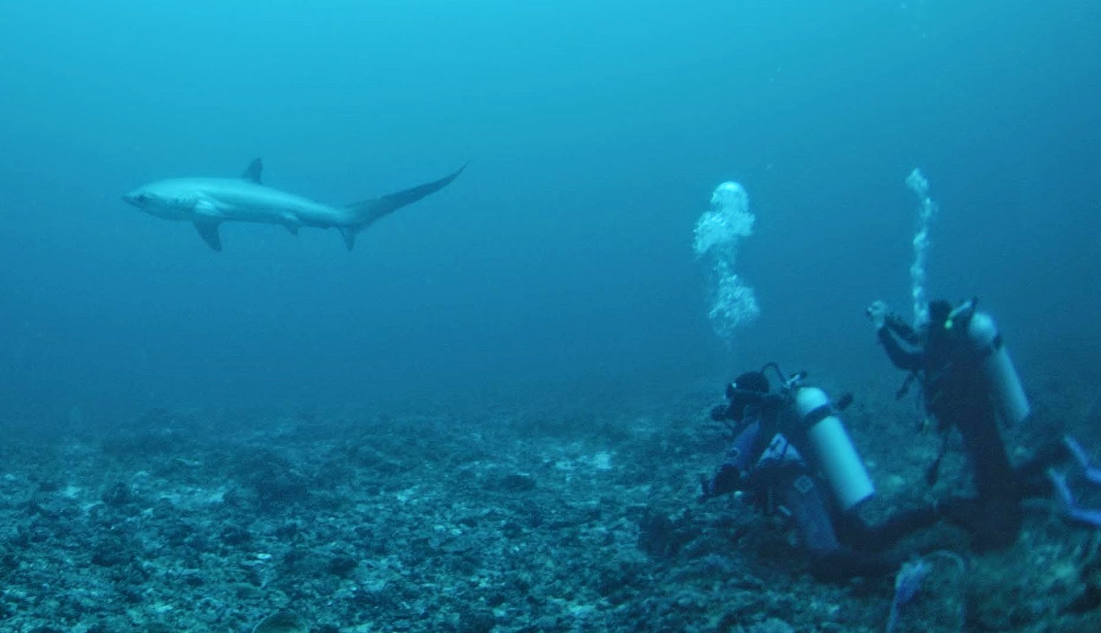 A thresher shark circles the cleaning station malapascua diving diving philippines cebu diving scuba diving philippines