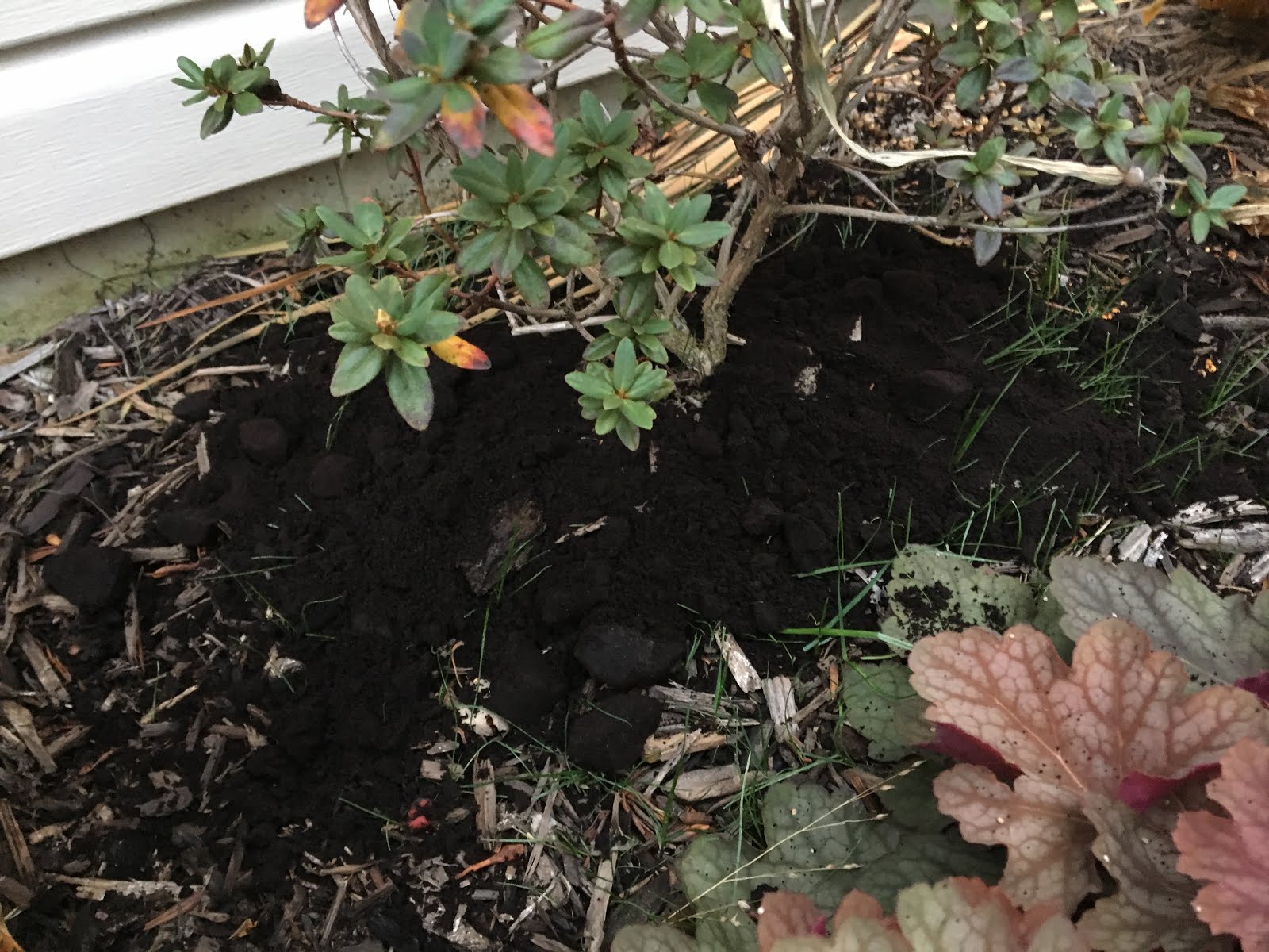 Are Coffee Grounds Good For Rhododendrons at Debbie Walls blog