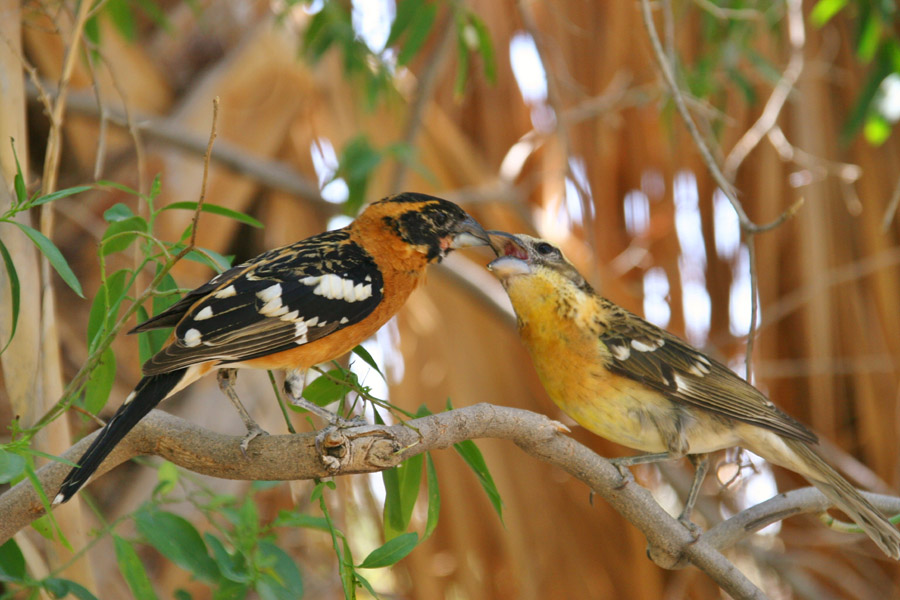 Tucson Audubon Society Blog Summer’s Bumper Baby Bird Crop