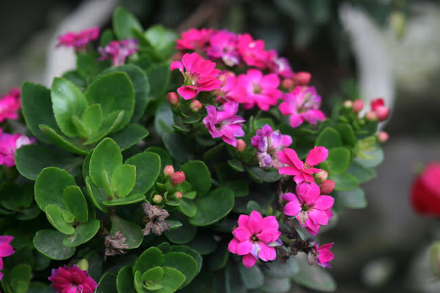 [Image: tri-mun-boc-bang-la-song-doi.jpg]