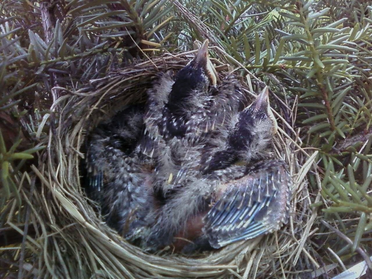 Travel with a Beveridge The spring robins