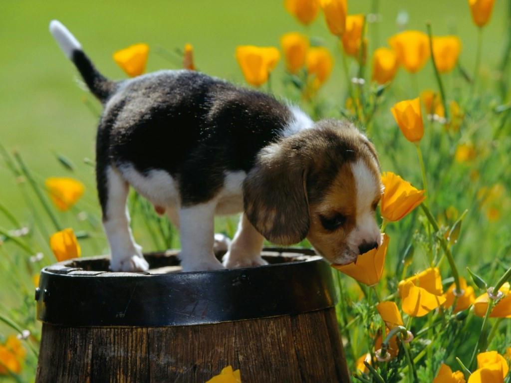 queda de pelo de cachorro como evitar 2 primavera cachorro e a flor 7014 1024x768 Queda de pelo de cachorro: como evitar