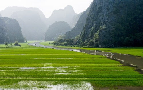 Cánh đồng lúa Việt Nam: xanh - chín vàng Cánh đồng lúa Việt Nam: xanh - chín vàng