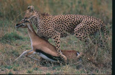 african animals of leopard hunting deer youtube