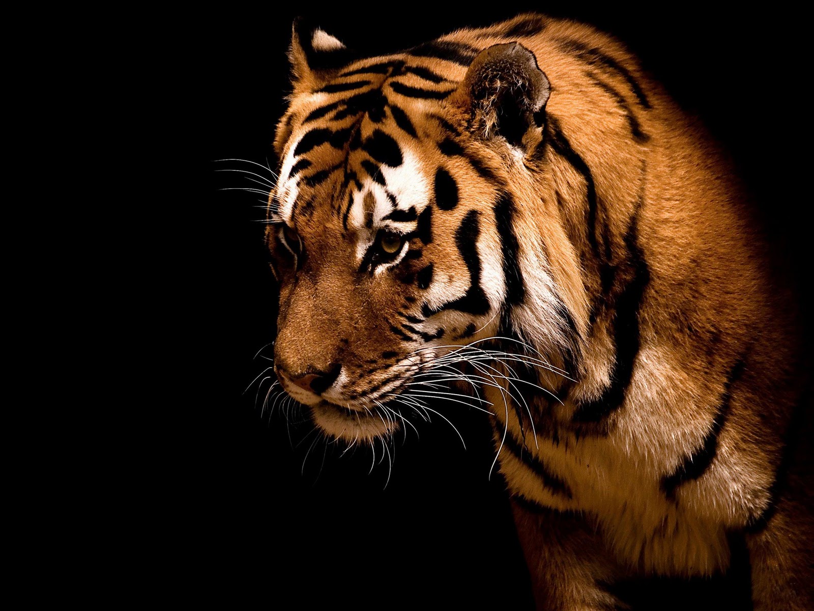 http://4.bp.blogspot.com/-sqxFQB-CjlM/Tt8imMJq6vI/AAAAAAAAAkE/uPkA7Mljb6U/s1600/Wallpapers_Windows_7_-_Tiger%252C_Big_cat.jpg
