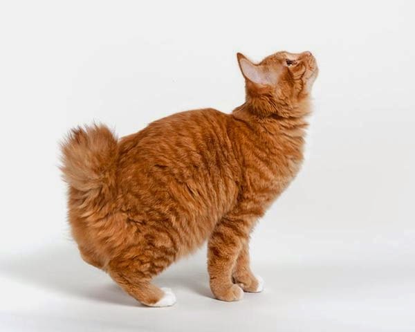 Курильский бобтейл Курильский бобтейл