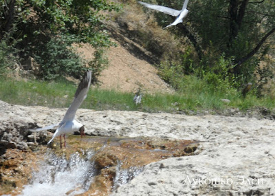 Лукошко Элси чайки на Балахте