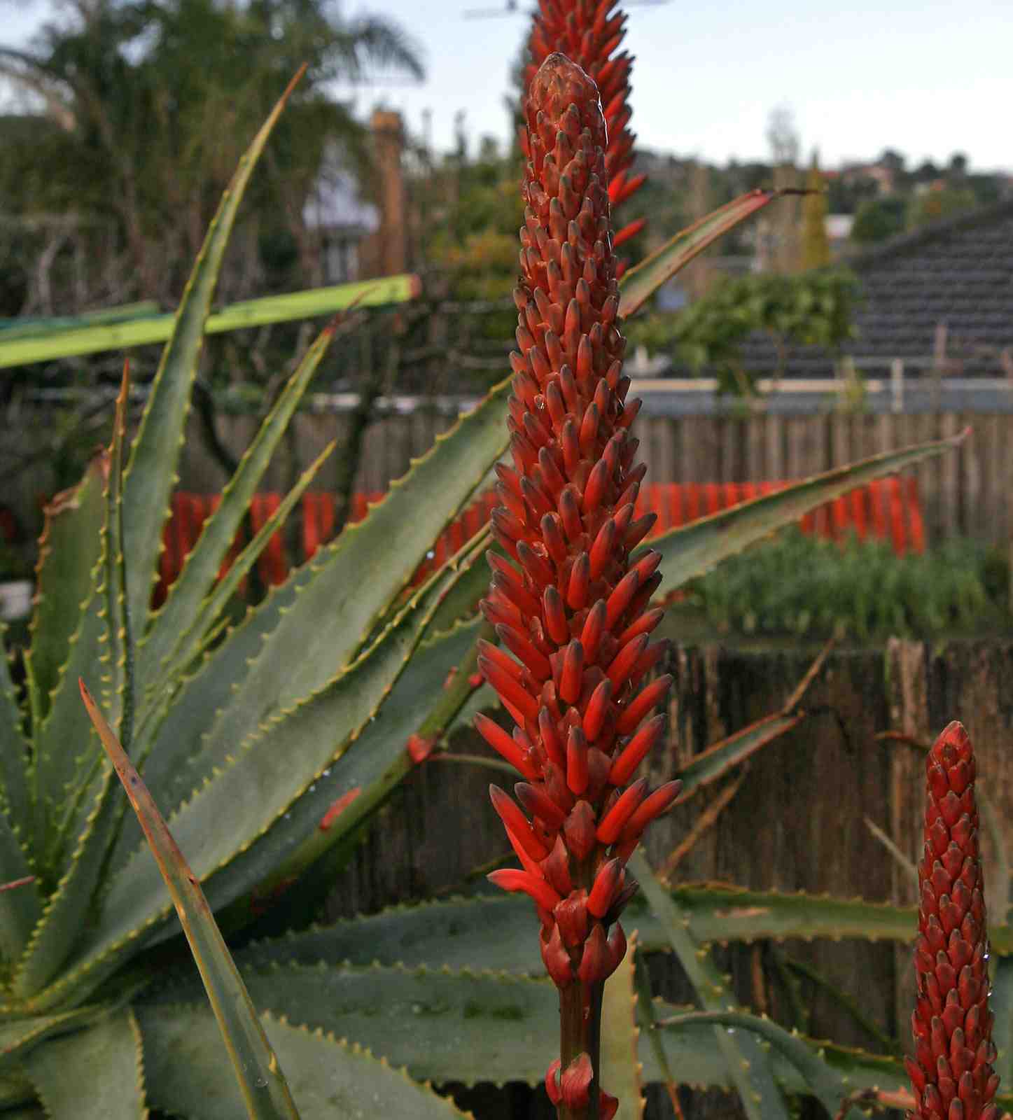 PlantWerkz Candelabra Aloe Aloe Arborescens