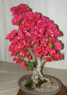 Dian Yang Tak Kunjung Padam ANEKA BUNGA KERTAS BONSAI Dian Yang Tak Kunjung Padam ANEKA BUNGA KERTAS BONSAI